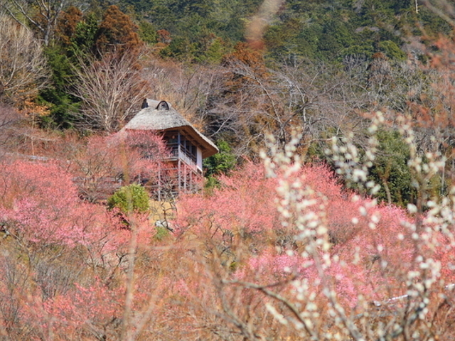 筑波山梅林の梅
