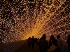 �Ȃ΂Ȃ̗��̎ʐ^1