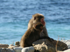 ����炳��̔g���胂���L�[�x�C�ւ̓��e�ʐ^1