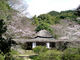 Yさんの御船山楽園の桜の投稿写真1