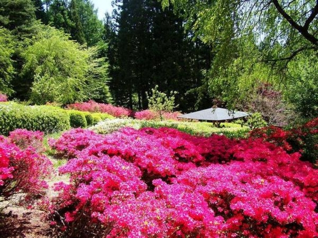 Ђ̌IR莛̓eʐ^1