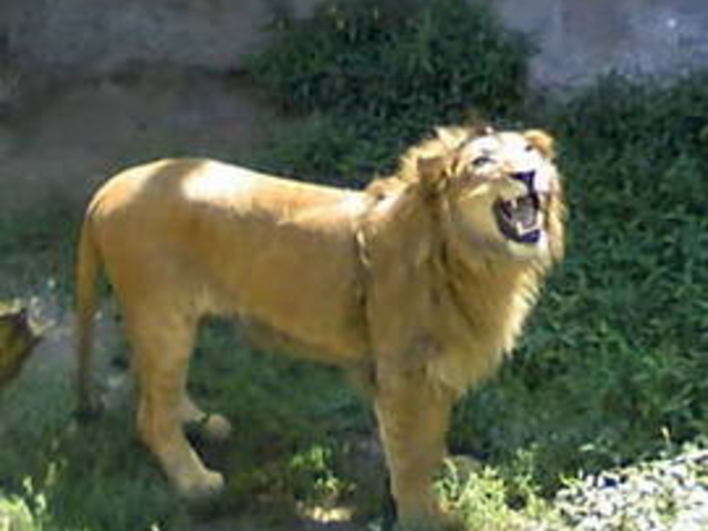 ���R������