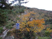 �f�t�m�a�n������̒��勬�^���݂��̓��e�ʐ^1