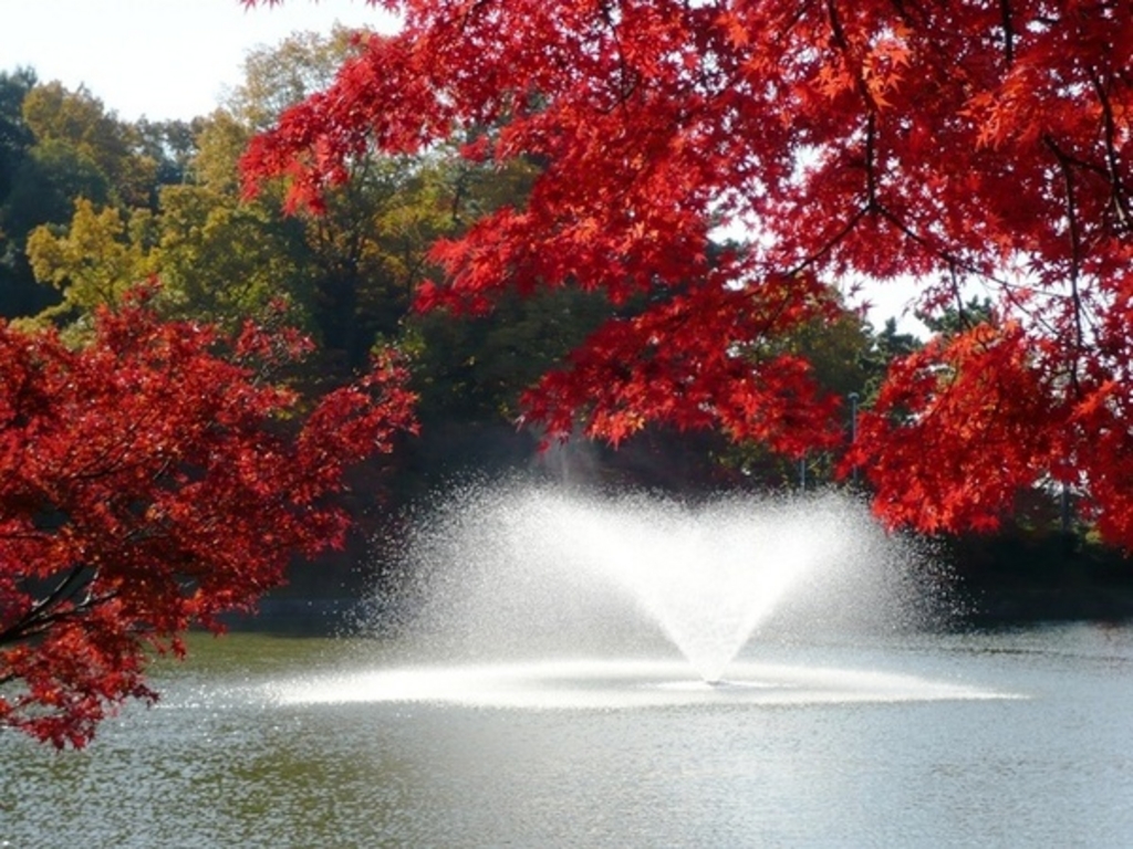 東公園の紅葉