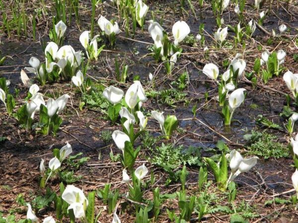 戸隠森林植物園 牧場入口 越水ヶ原の水芭蕉 アクセス 営業時間 料金情報 じゃらんnet