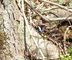 テディババアさんの戸隠森林植物園・牧場入口・越水ヶ原の水芭蕉の投稿写真1