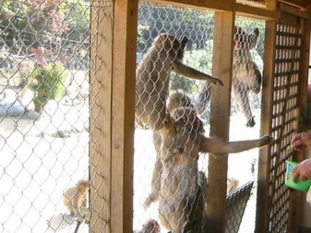 ���������q�k���R�������@�����̍�