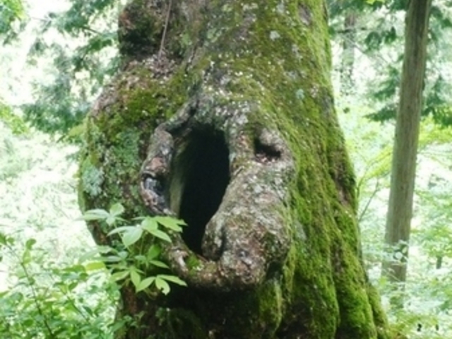 EH[̒̎qỸ݂g`mL̓eʐ^1