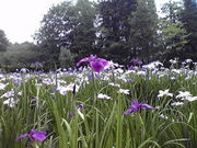 ݂񂮂݂₿搶DIC쑺LOpق̓eʐ^1