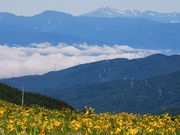 �с[��������̎ԎR�����̃j�b�R�E�L�X�Q�̓��e�ʐ^1