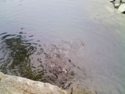 ͂܂񂳂̔_t뉀iʑj̓eʐ^1