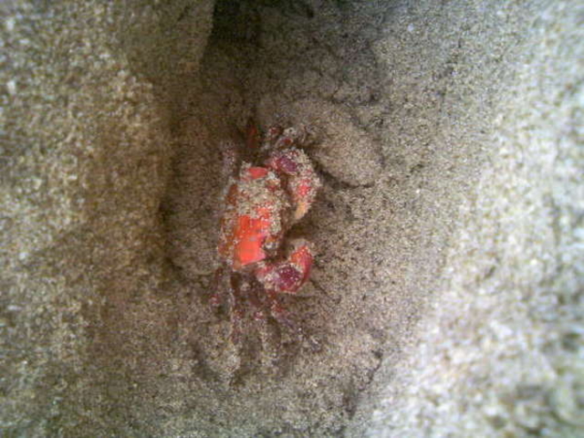 �璹�P�l�C������