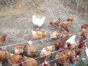 C`}}̒co[lbgq̓eʐ^1