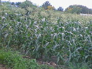 ₳̏Ht@[}[YZ^[̓eʐ^1