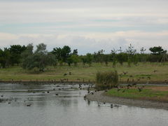 kazumiringo̊Co[hp[NixRV`ՊC쒹jւ̓eʐ^1