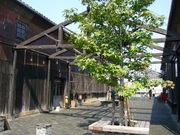 g񂳂̖klalley̓eʐ^1