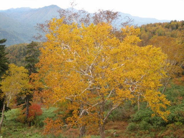 ���R�i���x�j