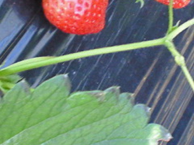 JA�͂���@���������