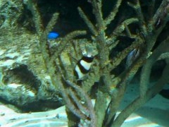 肳̓Ȗ،Ȃ퐅Vւ̓eʐ^1