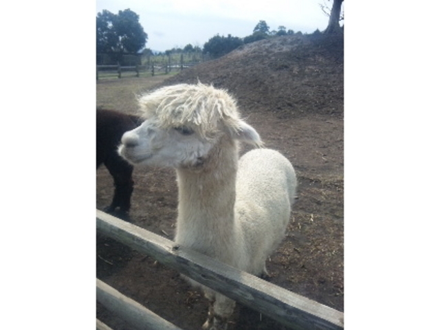 �}�U�[�q��