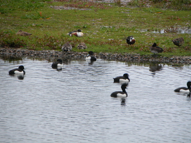 kazumiringo̊Co[hp[NixRV`ՊC쒹j̓eʐ^1