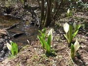 ���񂿂�񂳂�̐��m�Ԃ̐X�̓��e�ʐ^1