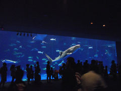 いおワールドかごしま水族館の写真一覧 - じゃらんnet