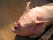 kametaro36̖És_ƃZ^[@delaӂ[ނ̓eʐ^1