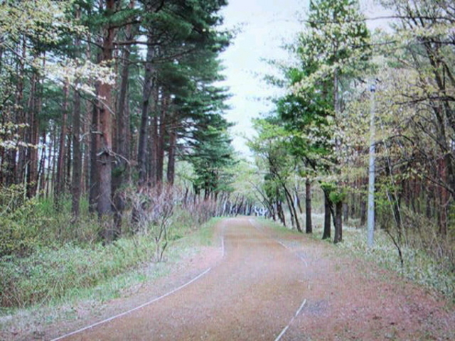 �L�̑��f�R