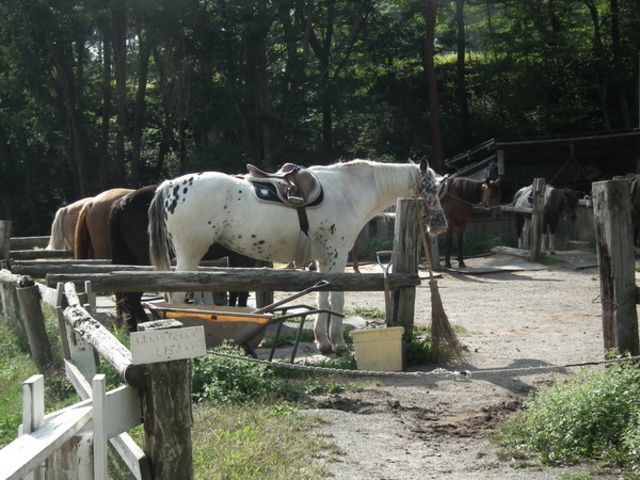 Ƃ̂Ṗz[XubW̓eʐ^1