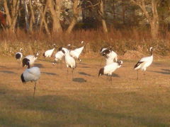 Ƃ̂P̒ߋEɓ^`ETN`Aւ̓eʐ^1