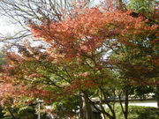 Ƃ̂P̌F{`H|ق̓eʐ^1