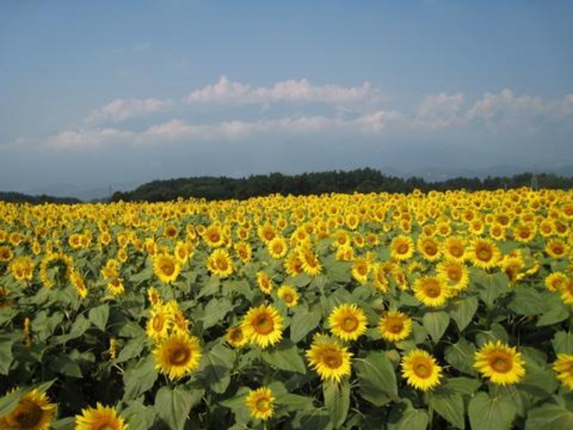 �n�C�W�̑��@�N������