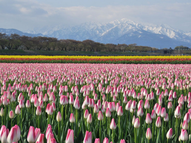 RRbg̃`[bv̂Ԕ̓eʐ^1