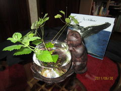 KikõKX̌|pG~[@Kpقւ̓eʐ^1