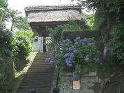 �Ƃ��̂�P����̒������̓��e�ʐ^1