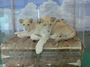 ۂ񂳂̕PHZgp[N̓eʐ^1