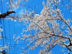 �ɓ������̍����؂̎ʐ^1