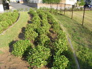 �����}�[����͉̉z�ِՎj�Ռ����̓��e�ʐ^1