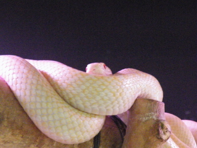 ���Ái�V�_�j���֎�����