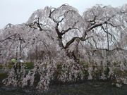 ������������������̒������̂�������̓��e�ʐ^1