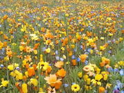 �J���}������̓c��ڂ��������Ԕ��̓��e�ʐ^1