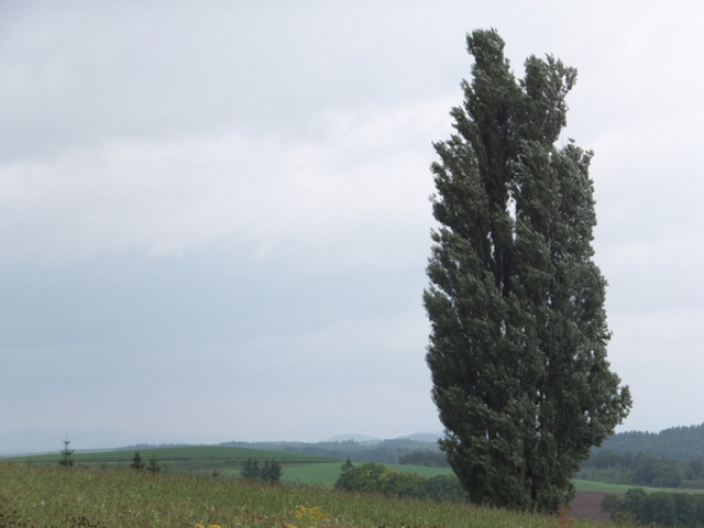 �p�b�`���[�N�̘H