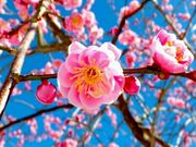 jR񂳂̏ct[K[f̓eʐ^1