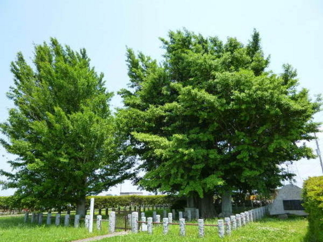 oto-chann����̏��������Ղ̓��e�ʐ^1