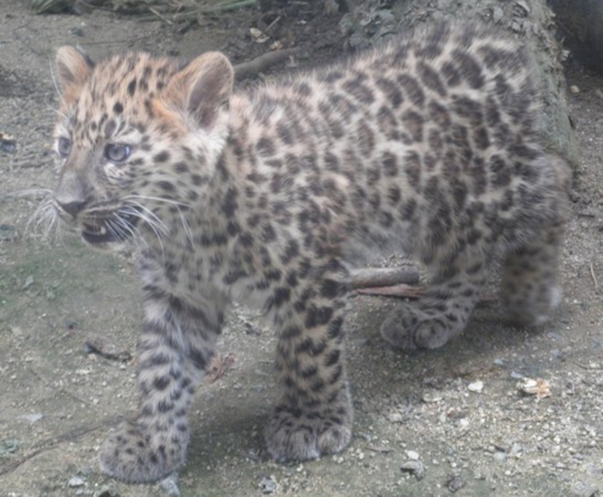 広島の動物園 植物園ランキングtop10 じゃらんnet