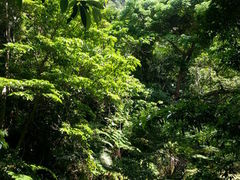 �s�i�C�T�[���̑�̎ʐ^1