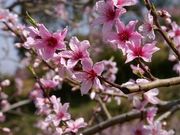 ŰI̐s̓̉ԁia̎Rj̓eʐ^1