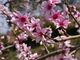 お散歩さんの紀の川市の桃の花（和歌山県）への投稿写真2