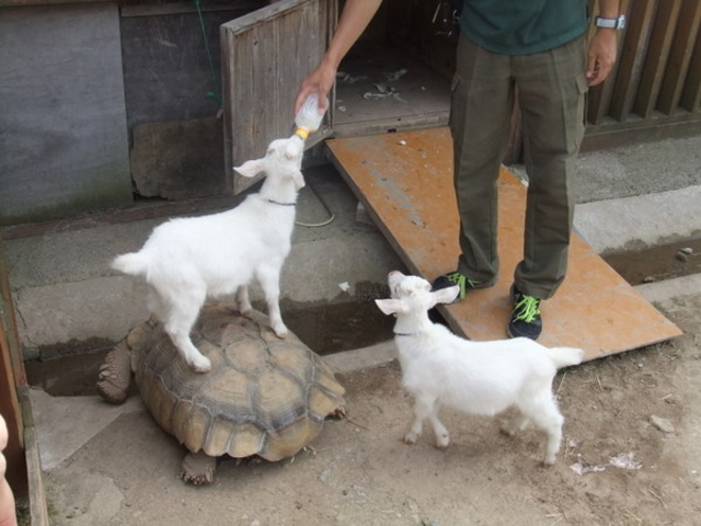 �H�g�䎩�R���������T�t�@�������h